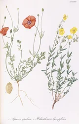 Papaver apulum és Helianthemum hyssopifolium, 1811-1838