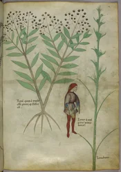 Sloane 4016 f.54 Fazékba vizelő férfi, „Tractatus de Herbis”, 1440 körül (vellum)