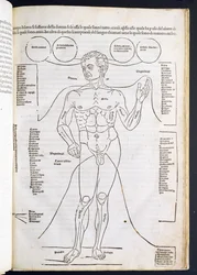 A férfi anatómiája, a Fascilulus Medicinae-ből Johannes de Ketham (u. e. 1490) 15-16. század