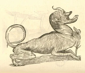 Canis monstroso capite illusztrációja Aldrovandis Szörnyek története , 1642