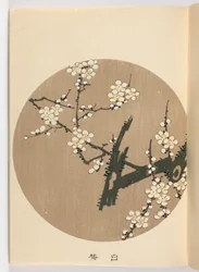Gyenge ch? Negatív, Meiji Ella, 1908 (DBock p Hayashi t)
