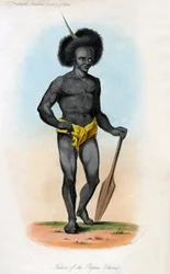 A Pápua-szigeteken őshonos, 1840 körül.