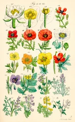 A British Wild Flowers színes illusztrációinak oldala J. E. Sowerby és C. P. Johnson műve után
