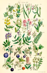 A British Wild Flowers színes illusztrációinak oldala J. E. Sowerby és C. P. Johnson műve után
