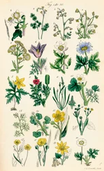 A British Wild Flowers színes illusztrációinak oldala J. E. Sowerby és C. P. Johnson műve után