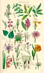 A British Wild Flowers színes illusztrációinak oldala J. E. Sowerby és C. P. Johnson műve után