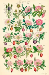 A British Wild Flowers színes illusztrációinak oldala J. E. Sowerby és C. P. Johnson műve után