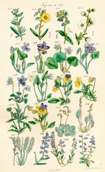 A British Wild Flowers színes illusztrációinak oldala J. E. Sowerby és C. P. Johnson műve után