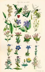 A British Wild Flowers színes illusztrációinak oldala J. E. Sowerby és C. P. Johnson műve után