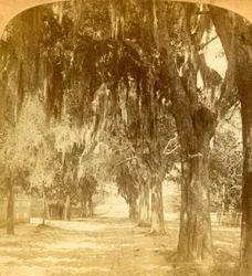 St. Augustine bejárata, Florida, USA, 1901.