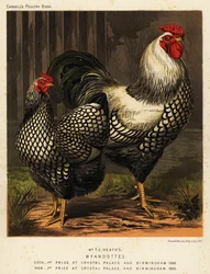 Amerikai wyandotte tyúkok, J. W. Ludlow nyomán