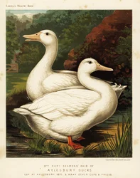 Aylesbury kacsák