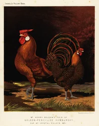 Aranyceruzás Hamburgok