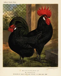 Minorcai tyúkok, kakas és tyúk, Gallus gallus domesticus