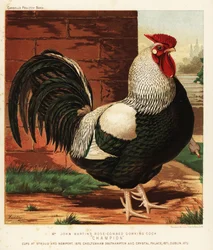 Rózsatarajú Dorking kakas
