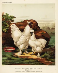 Selyemkakas és selyemtyúk, avagy Silkie