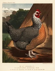 Ezüstszürke Dorking tyúk