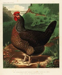 Egyfésűs Dorking tyúk