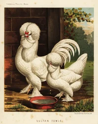 Szultán szárnyasok, gallus házi kakas