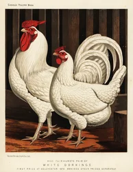Fehér Dorking tyúk