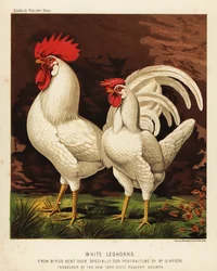 Fehér leghorn vagy livornói kakas és tyúk