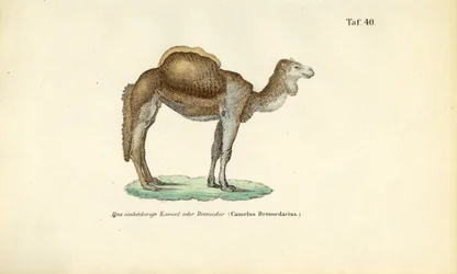 Arab teve vagy dromedár