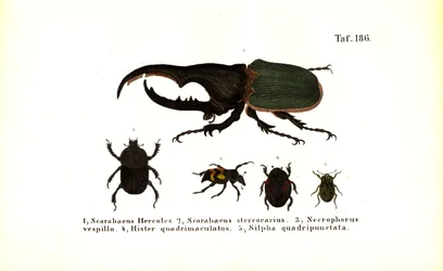 A Scarabaeidae és Silphidae családok bogarai