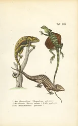 Kaméleon, repülő sárkány és tokaji gekkó