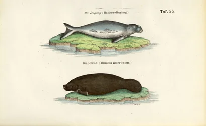 Dugong és lamantin