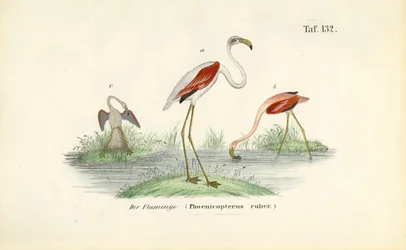 Flamingók a vizes élőhelyen