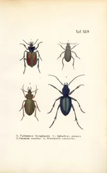 A Carabidae és Platyninae családok földi bogarai