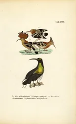 Hoopoe és Magnificent Riflebird