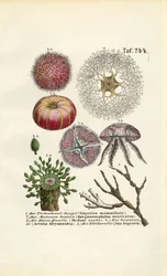 Tengeri gerinctelenek és cnidariák