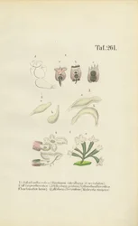 Mikroszkópikus rotifers: Brachionus, Ichthyidium, Chaetonotus és Melicerta.