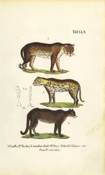 Párduc, Jaguár és Puma