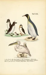 Razorbill, atlanti gömböc, királypingvin és pelikán
