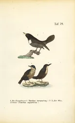 Ring Ouzel és White-throated Dipper
