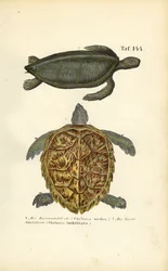 Tengeri teknősök: Zöld tengeri teknős és Hawksbill tengeri teknős