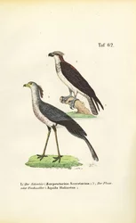Titkár Madár és Osprey