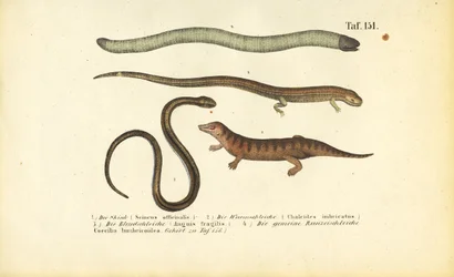 Skink, hengeres skink, lassú féreg és Caecilian