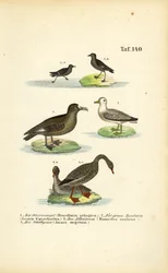 Viharmadár, nagy skua, albatrosz és babgúnár