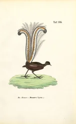 Kiváló Lyrebird