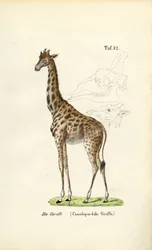 A zsiráf