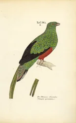 A pavonine quetzal