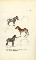 Három zebrafaj