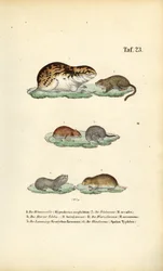 Voles és rokon rágcsálók
