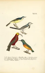 Wagtails és egzotikus napmadarak