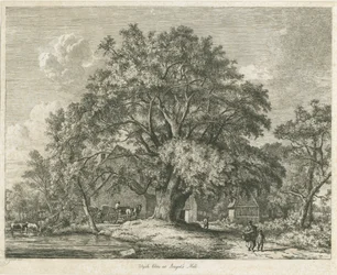 Blithfield – Wych Elm: rézkarc, 1825