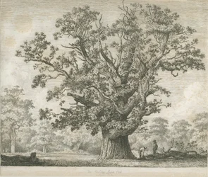 Needwood – Swilcar Oak: rézkarc, nd [c 1820-1850]