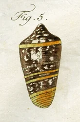 Conus Ammiralis (Summus alfaj) illusztrációja, 1790 (kézzel színezett metszet)